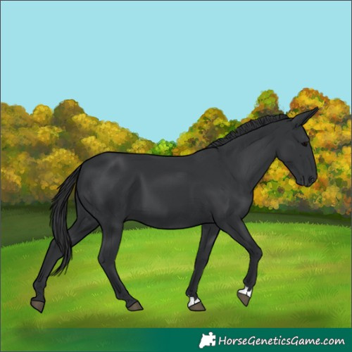 Horse Color:Black 