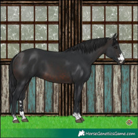 Horse Color:Brown 