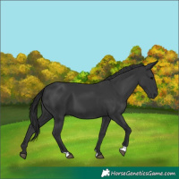 Horse Color:Black 