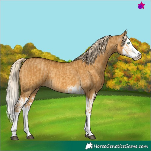 Horse Color:Palomino Dun Splash  and Gray Palomino Dun Splash 