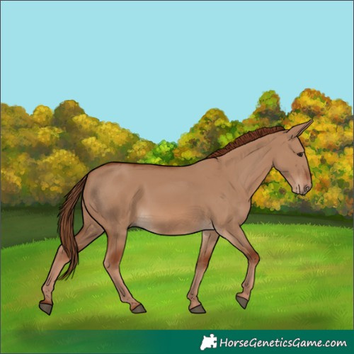 Horse Color:Red Dun 