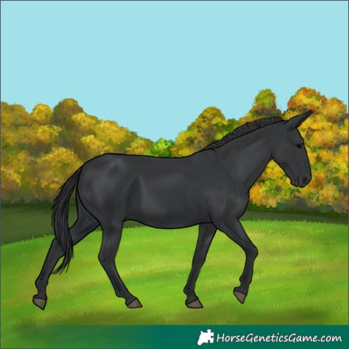 Horse Color:Black 