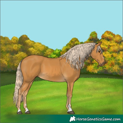 Horse Color:Palomino 