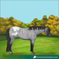 Horse Color:Unknown 