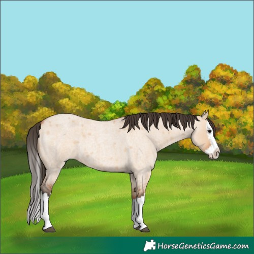 Horse Color:Unknown 