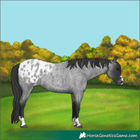 Horse Color:Unknown 