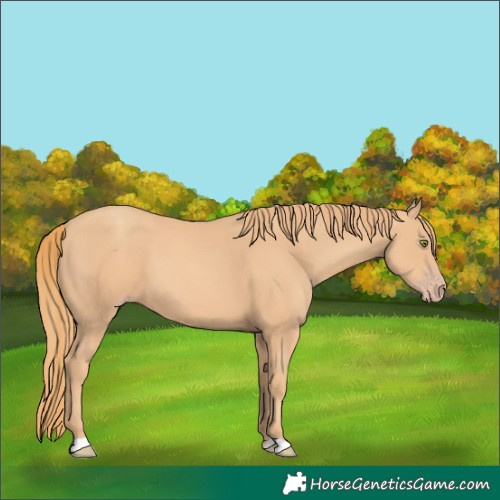 Horse Color:Unknown 