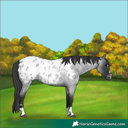 Horse Color:Unknown 