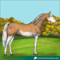 Horse Color:Palomino Splash  and Palomino Splash 