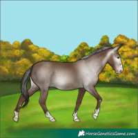 Horse Color:Gray Classic Champagne 