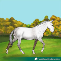 Horse Color:Gray Classic Champagne 