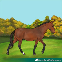Horse Color:Bay 