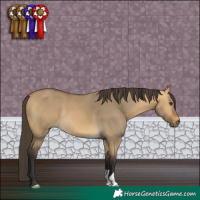 Horse Color:Buckskin Dun 