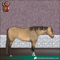 Horse Color:Buckskin Dun