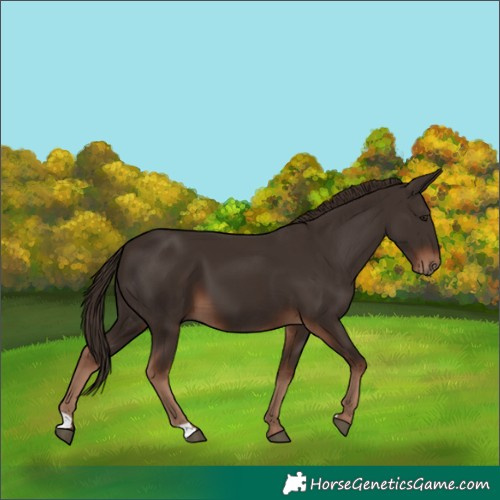 Horse Color:Liver Chestnut 