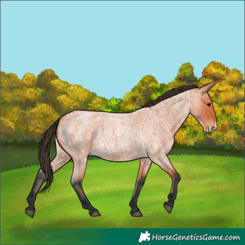Horse Color:Bay Roan Frame 