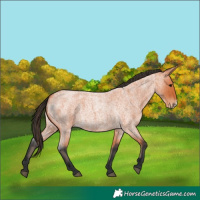 Horse Color:Bay Roan Frame