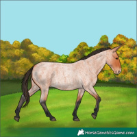 Horse Color:Bay Roan Frame 