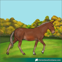 Horse Color:Chestnut 