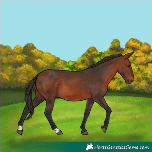 Horse Color:Brown 