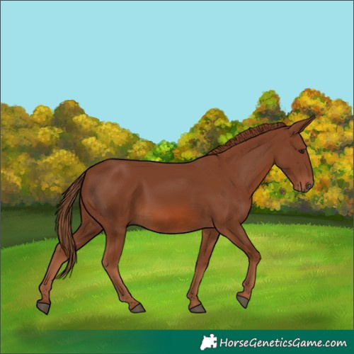 Horse Color:Chestnut 