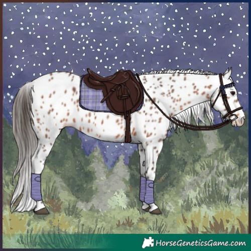 Horse Color:Bay Appaloosa 