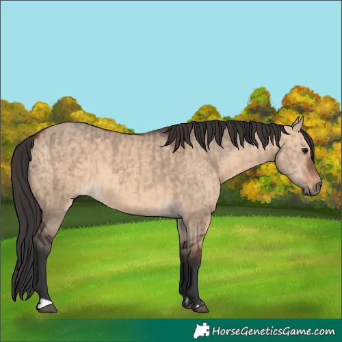 Horse Color:Brown Dun  and Bay Dun 