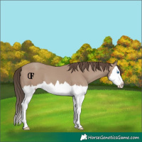 Horse Color:Classic Champagne Splash 