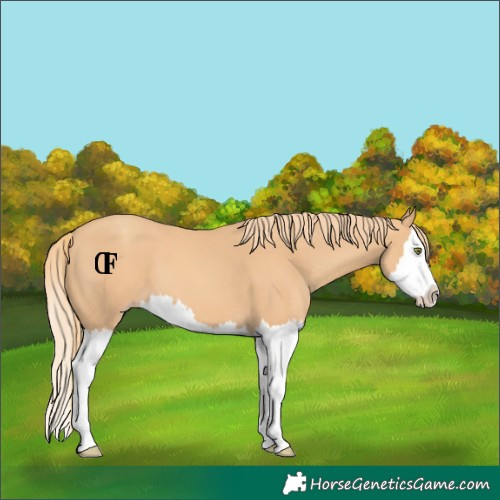 Horse Color:Unknown 