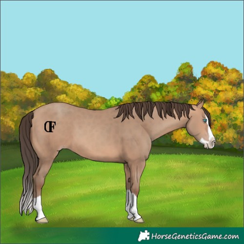 Horse Color:Amber Champagne Splash 