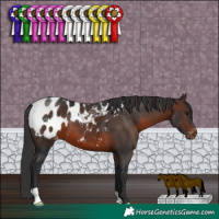 Horse Color:Brown Appaloosa 