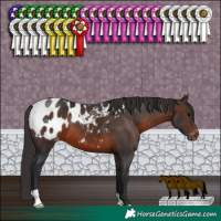 Horse Color:Brown Appaloosa 