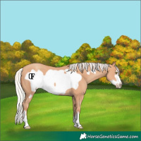 Horse Color:Silver Amber Champagne Frame 