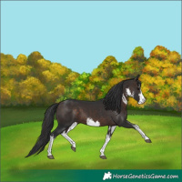 Horse Color:White Spotted Brown 