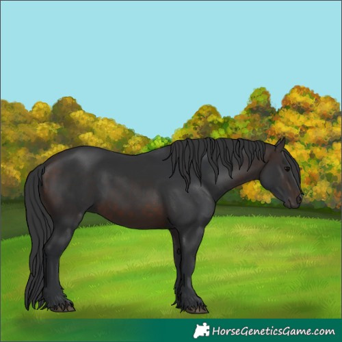 Horse Color:White Spotted Brown 