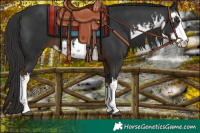 Horse Color:White Spotted Liver Chestnut 