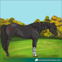 Horse Color:Smoky Black and Smoky Black