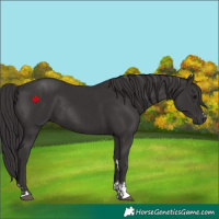 Horse Color:Smoky Black and Smoky Black Rabicano