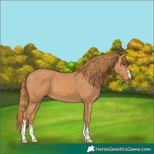 Horse Color:Chestnut 