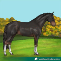 Horse Color:White Spotted Liver Chestnut 