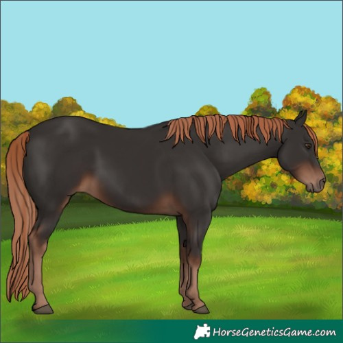 Horse Color:White Spotted Liver Chestnut 