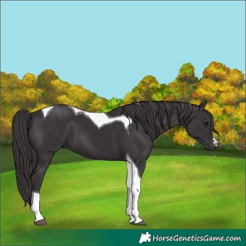 Horse Color:Smoky Black Tobiano