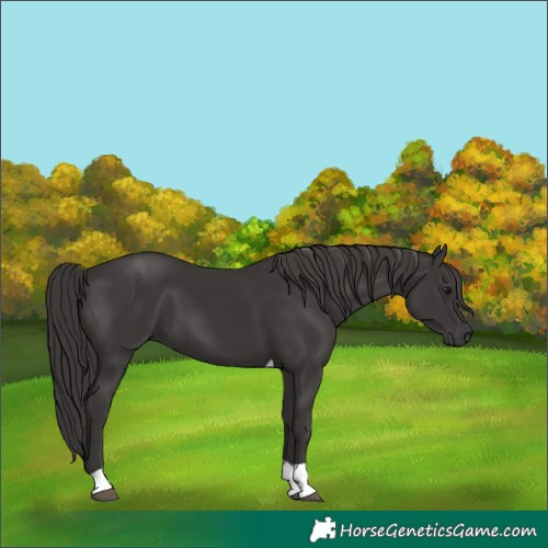 Horse Color:Smoky Black Tobiano 