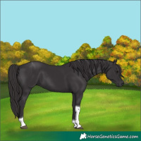 Horse Color:Smoky Black Tobiano