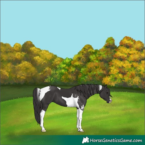 Horse Color:Smoky Black Tobiano 