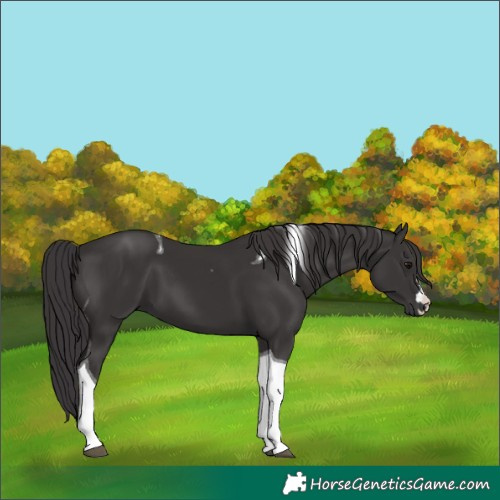 Horse Color:Smoky Black Tobiano 