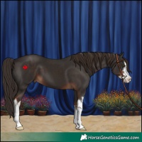 Horse Color:White Spotted Liver Chestnut