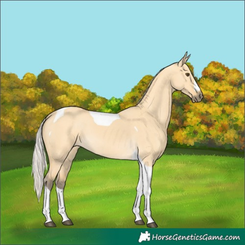 Horse Color:Silver Buckskin Dun Tobiano 