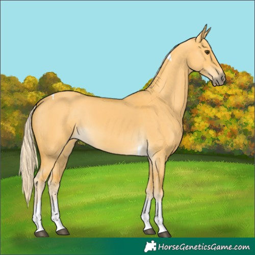 Horse Color:Palomino Dun Tobiano 
