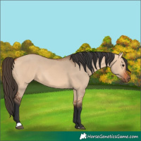 Horse Color:Bay Dun